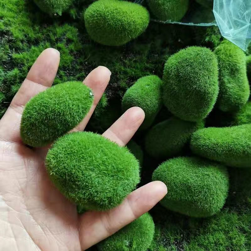 หินมอสเทียมสีเขียวสำหรับบ้านสว - Sphagnum Moss Dry บทวิจารณ์และราคา