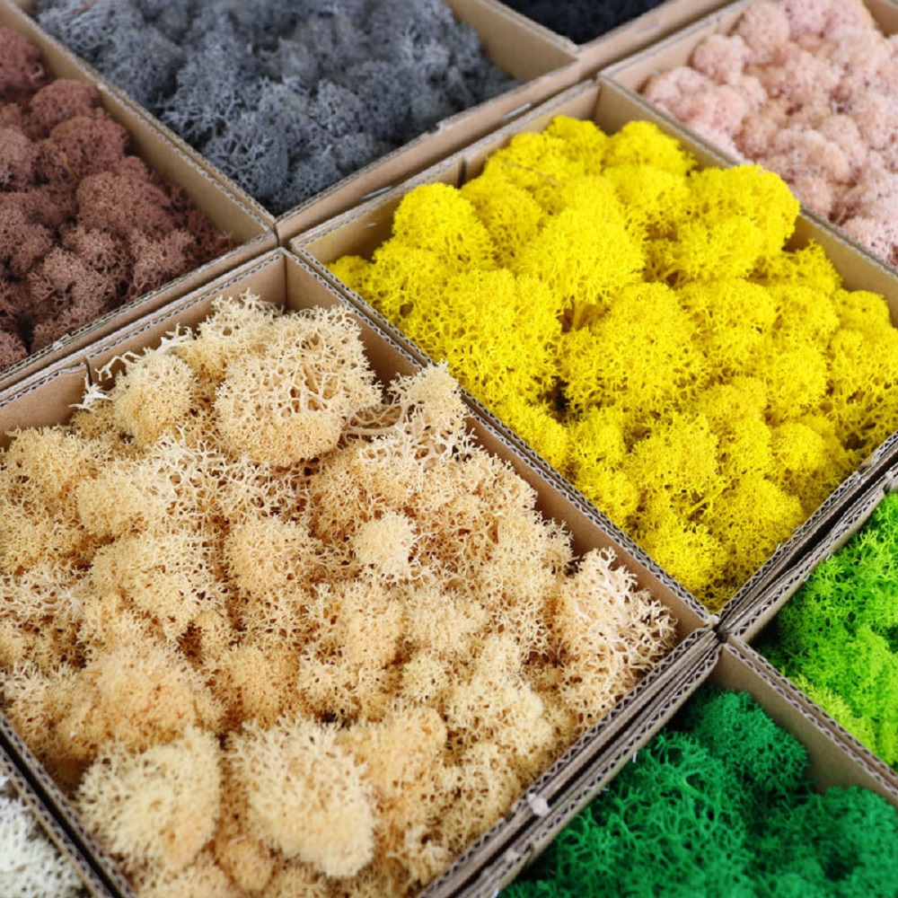พืชสีเขียวประดิษฐ์ MINI ภูมิทั - Sphagnum Moss Dry บทวิจารณ์และราคา